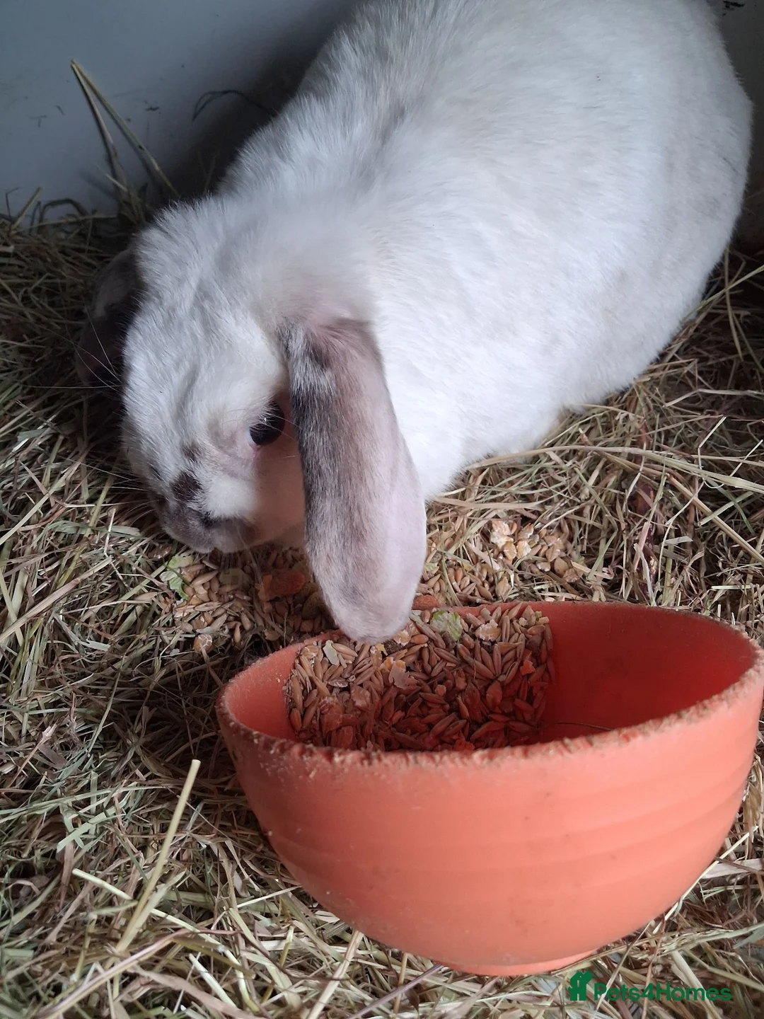 Mini Lop rabbits for sale: Mini lop kits rabbits  - Advert 2