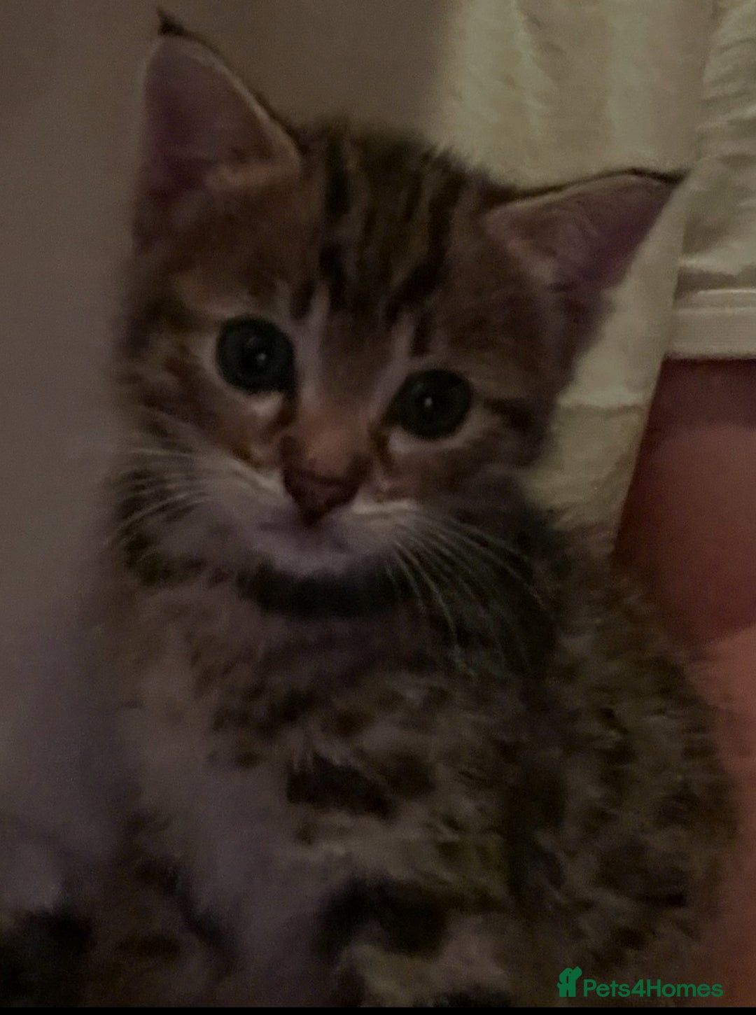 Savannah cats for sale: 2 beautiful Savannah kittens - Image 5