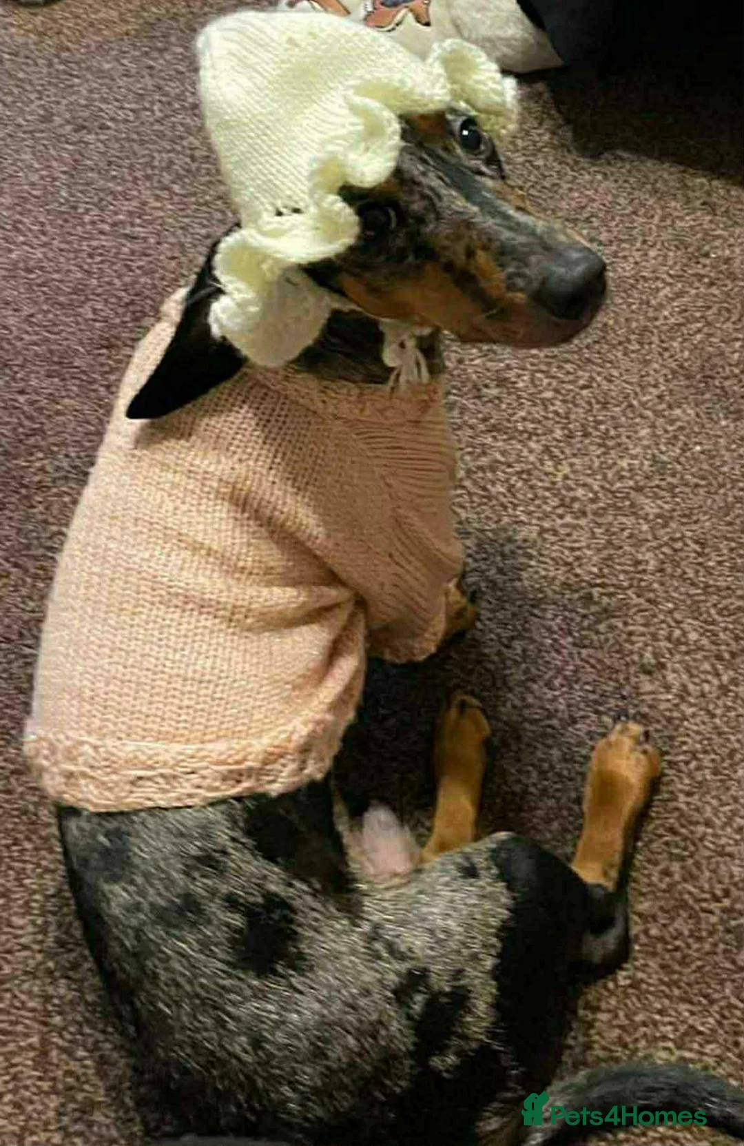 Dachshund dogs for sale: Dachshund puppies - Advert 2