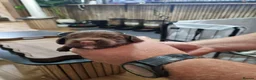 Sprocker dogs for sale: Sprocker Puppies for sale girls and boys - Advert 5