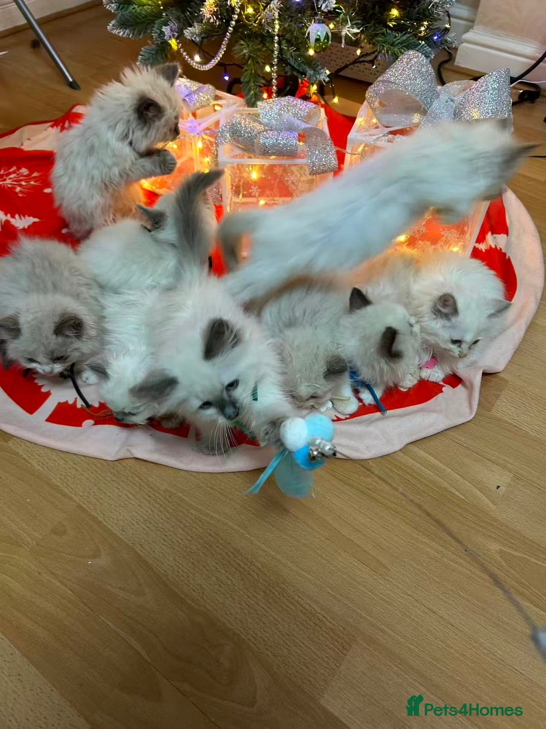 Ragdoll cats for sale: 8 Ragdoll cats for sale - Advert 2