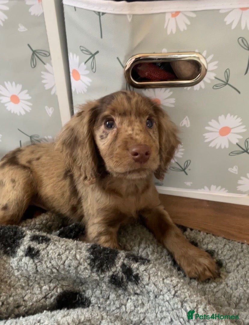 Cocker Spaniel dogs for sale: 6 Beautiful Cocker Spaniel Pups  - Advert 2