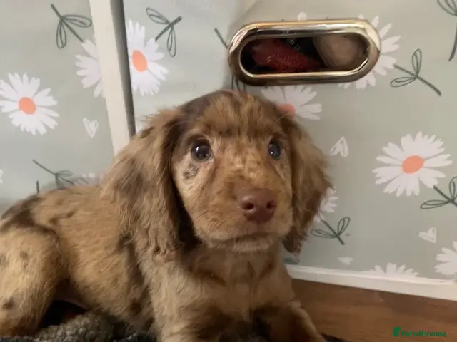 Cocker Spaniel dogs for sale: 6 Beautiful Cocker Spaniel Pups - Advert 2