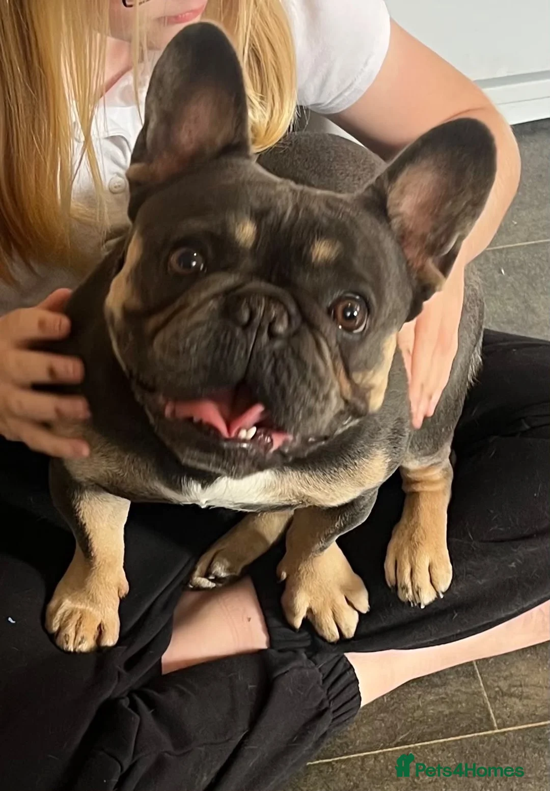 French Bulldog dogs for sale: Beautiful female frenchie  - Advert 2
