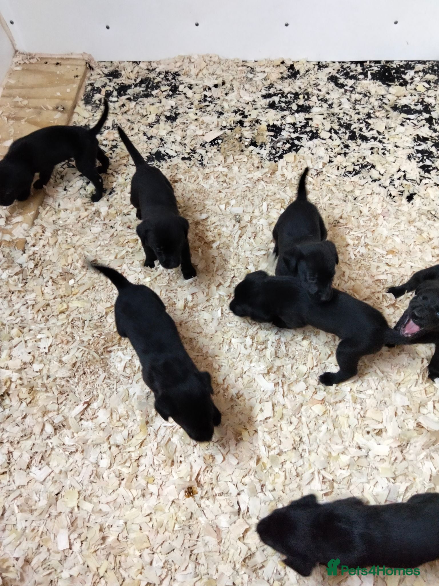 Labrador Retriever dogs DRAKESHEAD & FENDAWOOD PUP'S FOR SALE - Advert 2
