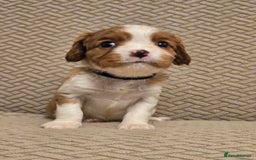 Cavalier King Charles Spaniel dogs for sale: Gorgeous KC Reg Cavalier Puppies  - Image 2