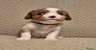 Cavalier King Charles Spaniel dogs - Advert 7