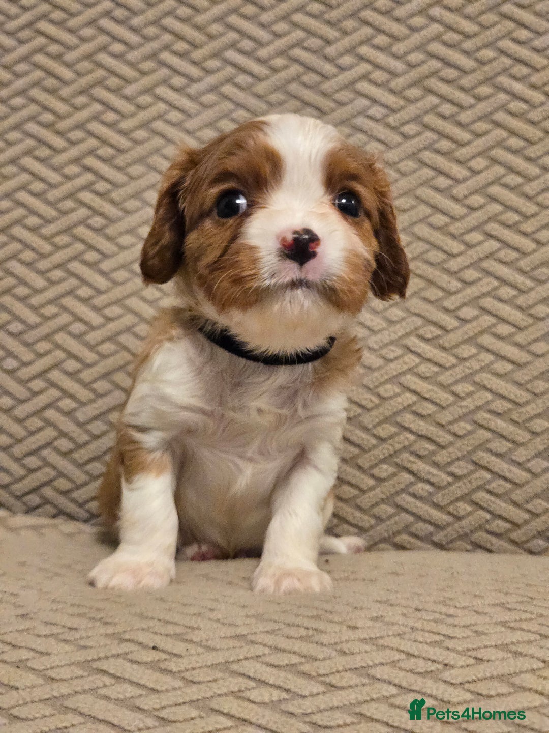 Cavalier King Charles Spaniel dogs for sale: Gorgeous KC Reg Cavalier Puppies  - Image 2
