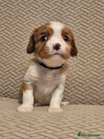 Cavalier King Charles Spaniel dogs - Advert 11