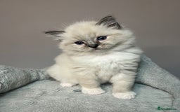 Ragdoll cats for sale: Registered Ragdolls kittens for sale - Image 35