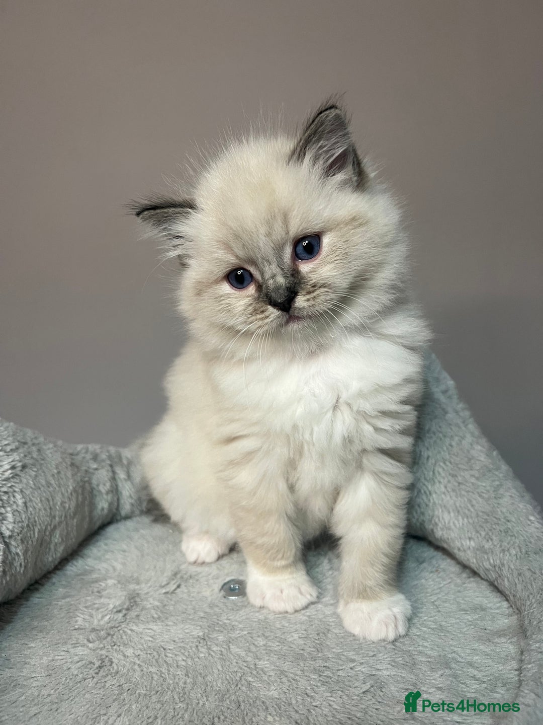 Ragdoll cats for sale: Registered Ragdolls kittens for sale - Image 35
