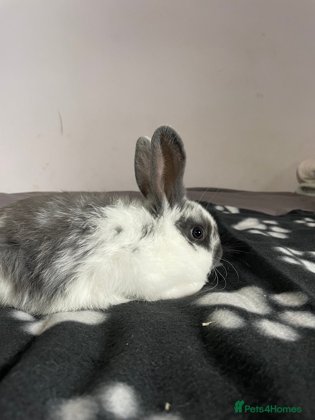 French Lop rabbits for sale: Blue French lopXDutch baby rabbits ready to go now - Image 4