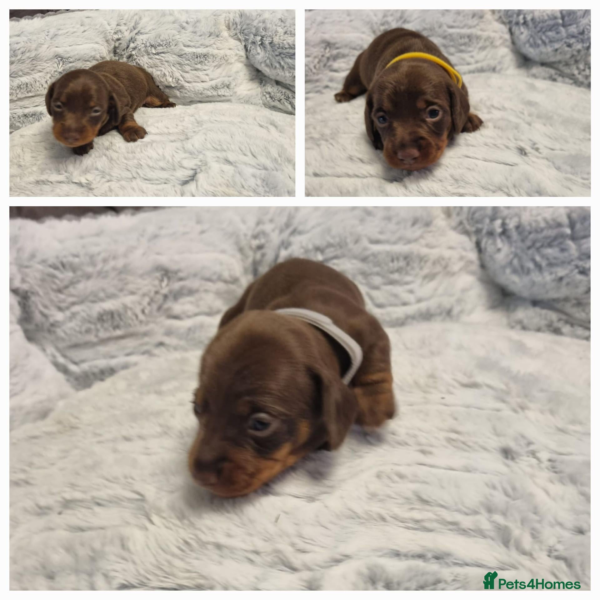 Miniature Dachshund dogs 3 chocolate and tan left for their forever homes - Advert 2