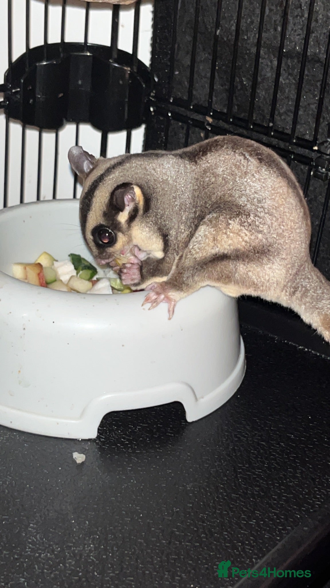 Sugar Glider rodents 2 female sugar glders - Advert 1