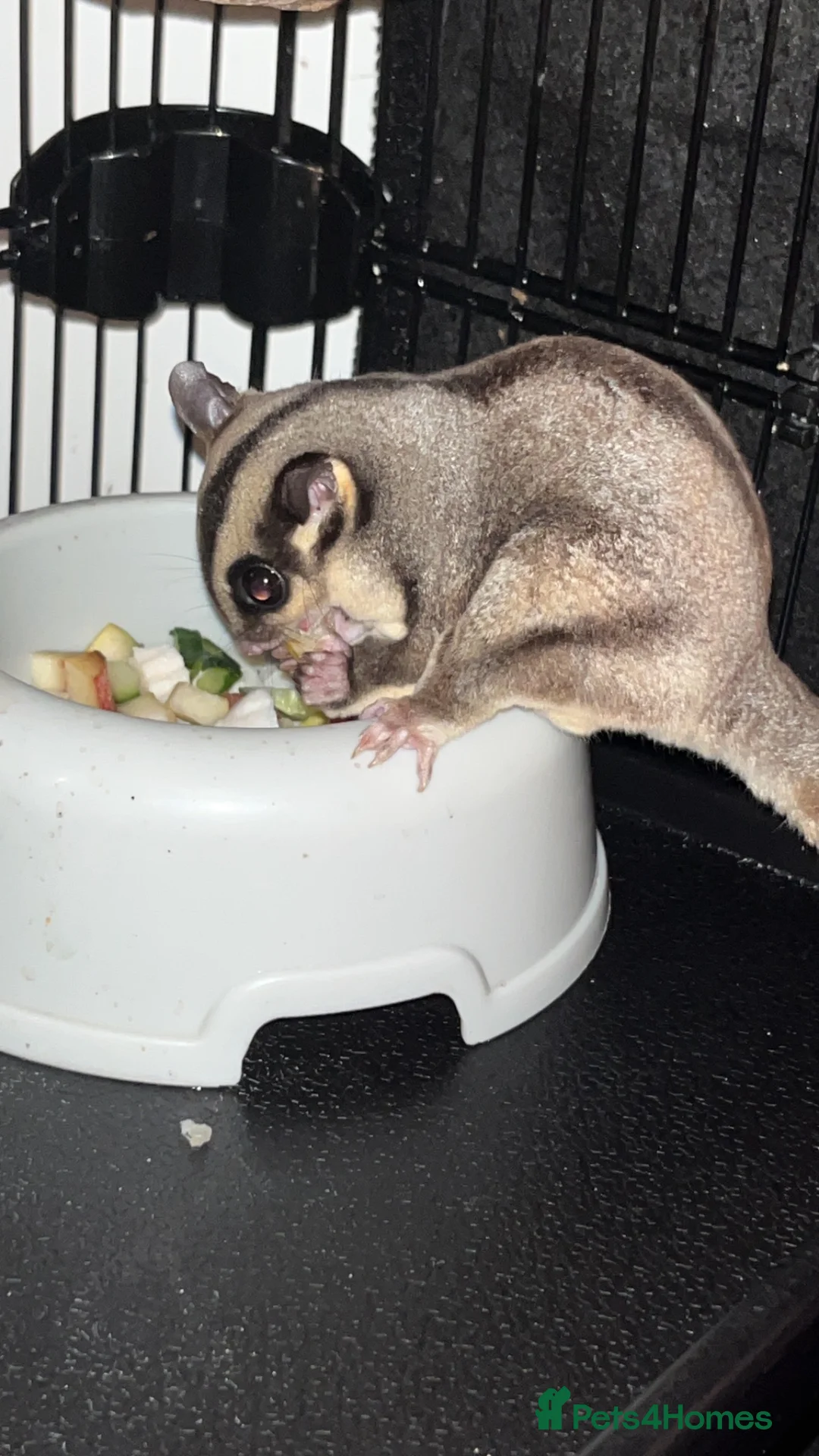 Sugar Glider rodents for sale: 2 female sugar glders in South Ockendon - Advert 1