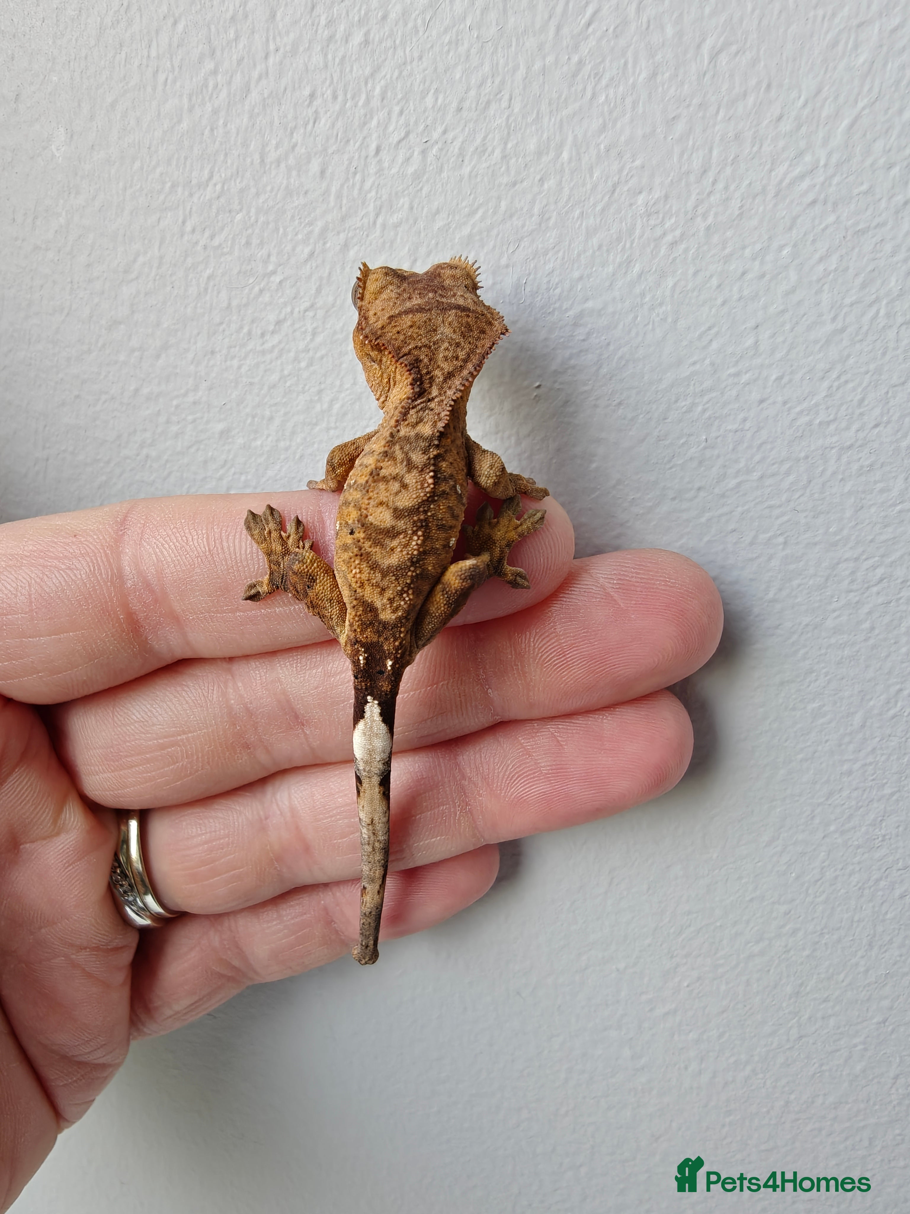 Gecko reptiles Unsexed Baby Crested Geckos - Advert 3