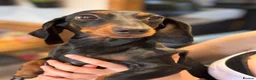 Miniature Dachshund dogs for sale: Beautiful dachshund looking for new home  - Advert 2