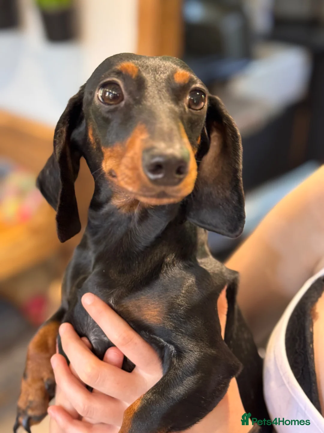 Miniature Dachshund dogs for sale: Beautiful dachshund looking for new home  - Advert 2