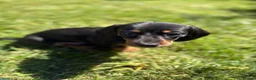 Dachshund dogs for sale: 4 mini dachshund puppies - Advert 3