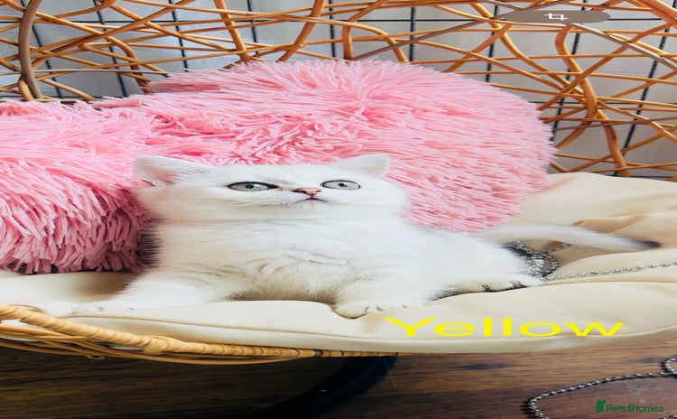 Scottish Fold cats - Advert 2
