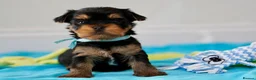 Yorkshire Terrier dogs for sale: Top Quality KC Reg Yorkshire Terrier Puppies - Advert 11