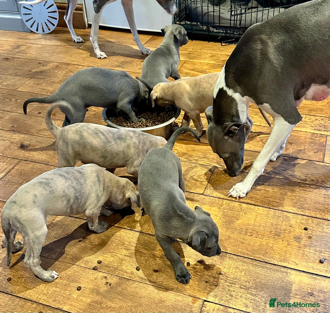 Whippet dogs for sale: Strong KC Reg Whippet Pups - Image 3
