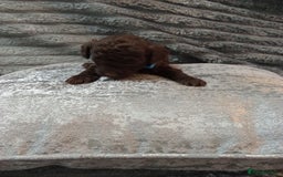 Jackapoo dogs for sale: Beautiful Jackapoos puppies - Advert 31