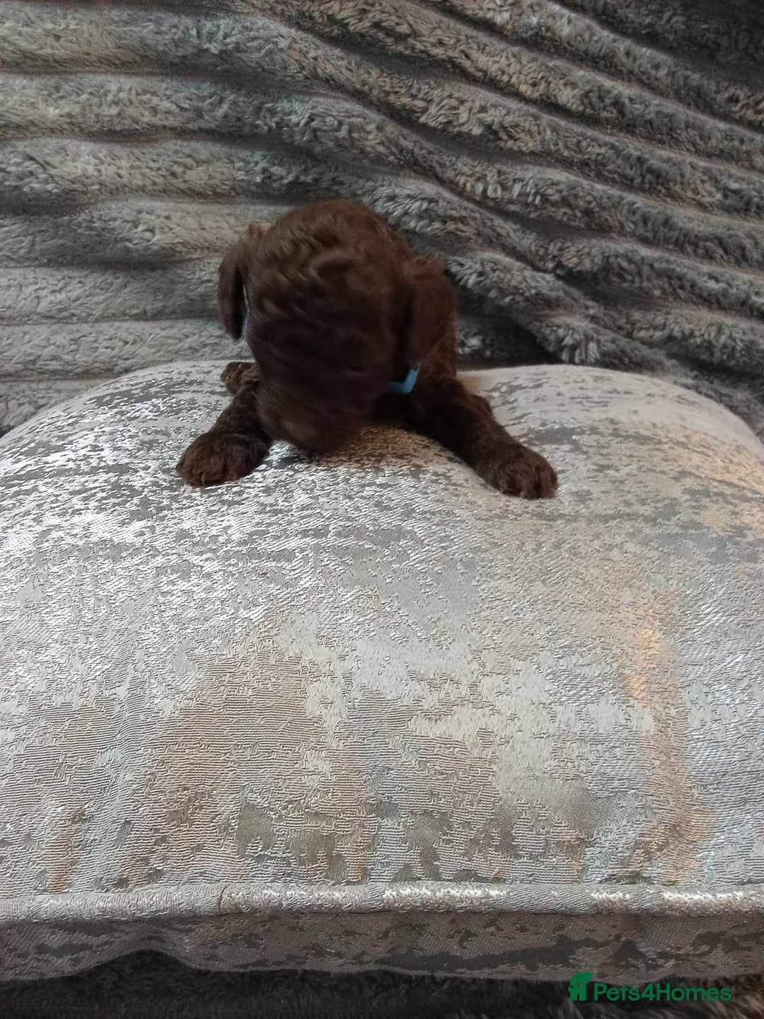 Jackapoo dogs for sale: Beautiful Jackapoos puppies - Advert 31