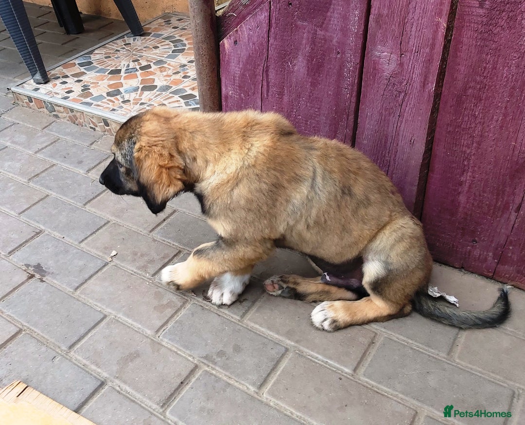 Mixed Breed dogs for adoption: Meet Little BEAR, a Lovely but naughty Boy... - Image 10