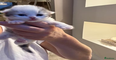 Persian cats - Advert 7