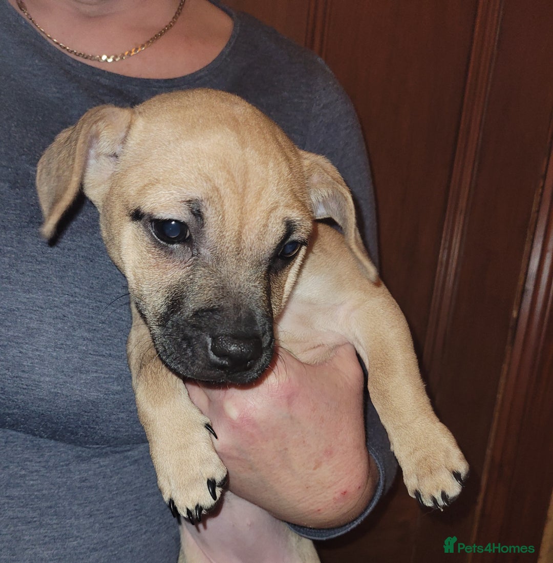 Jug dogs for sale: 15 week old brother and sister Jug puppies  - Advert 9