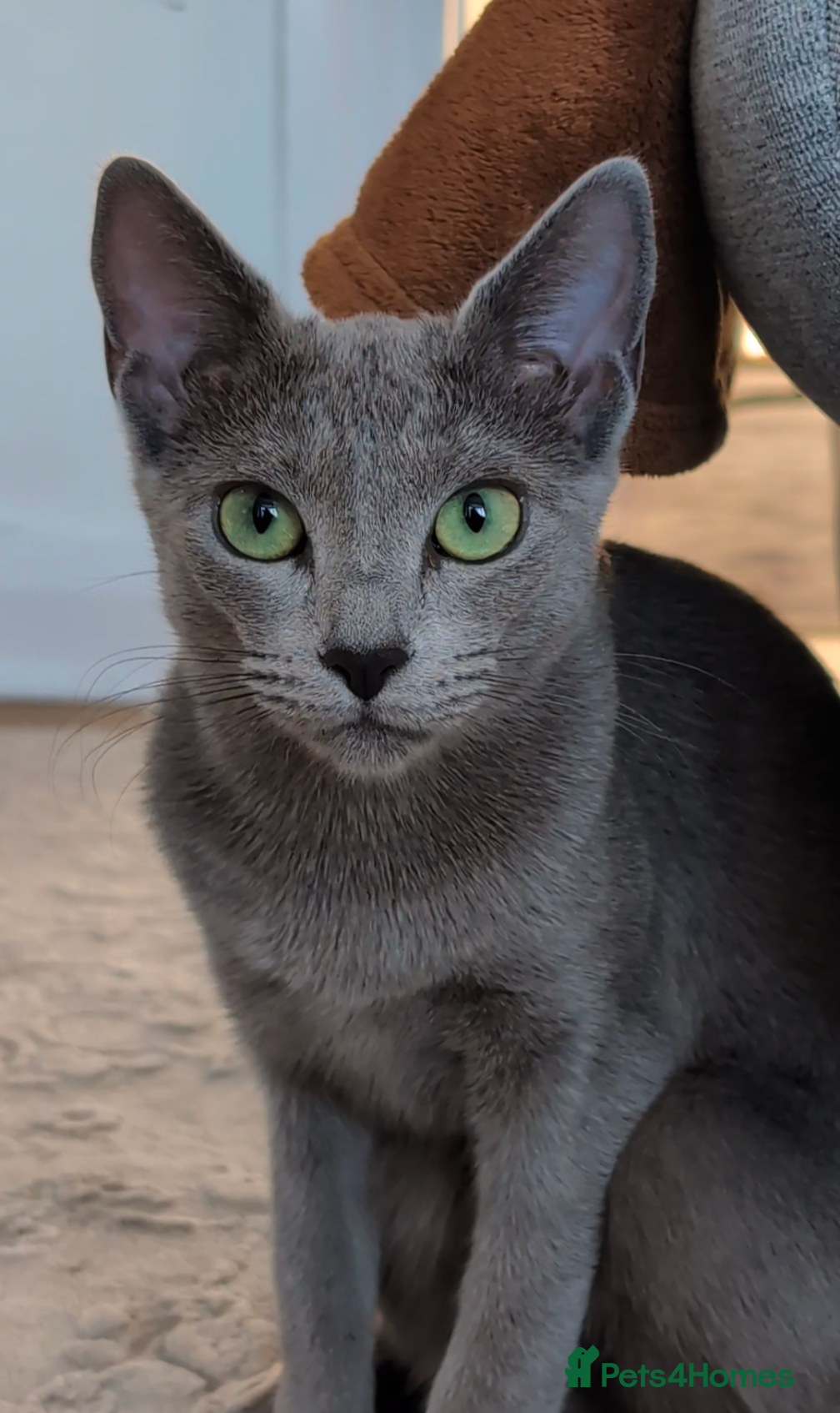 Russian Blue cats Snou is looking for the best forever home - Advert 6