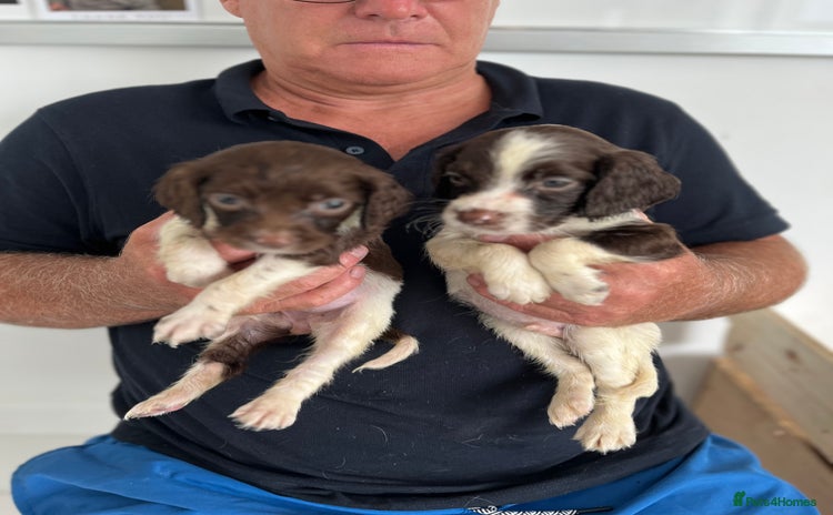 English Springer Spaniel dogs in Stirling - Advert 4