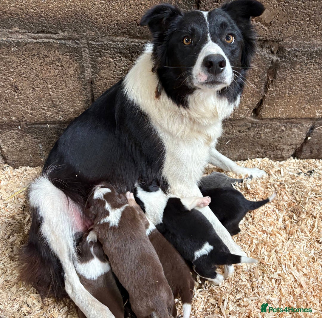 Welsh Collie dogs for sale: Stunning Welsh Border Collie Puppies – Rare Colour - Image 8
