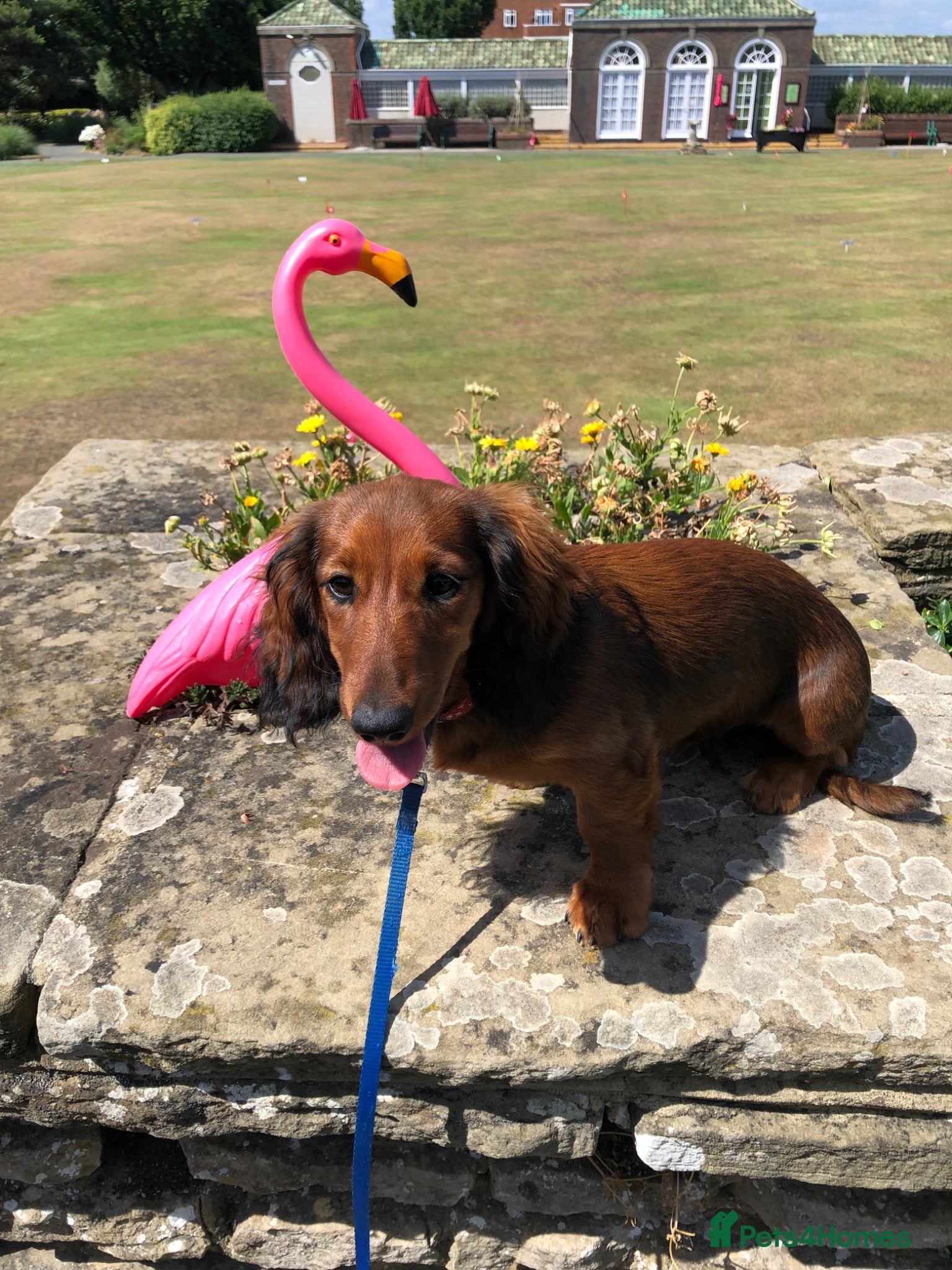 Miniature Dachshund dogs K.C Longhaired Miniature Dachshund - Advert 4