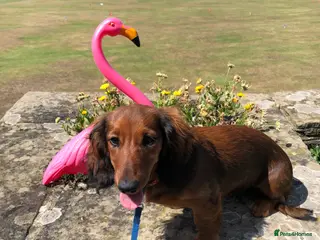 Miniature Dachshund dogs K.C Longhaired Miniature Dachshund - Advert 8