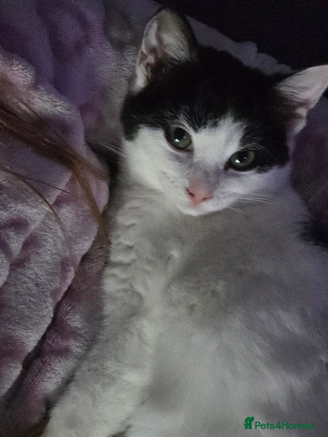 British Shorthair cats for sale: poppy 10 weeks old  - Advert 1