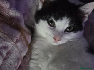 British Shorthair cats poppy 10 weeks old - Advert 1