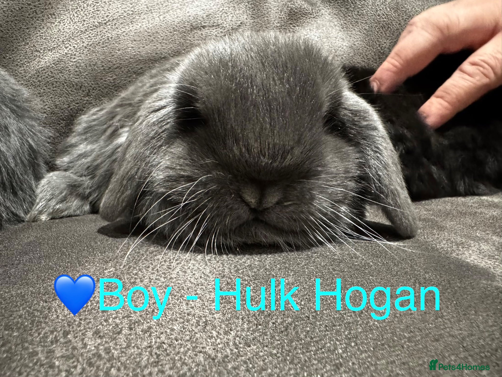 Mini Lop rabbits 💙 Pure Breed Mini Lop Boys Available 🩷 - Advert 1