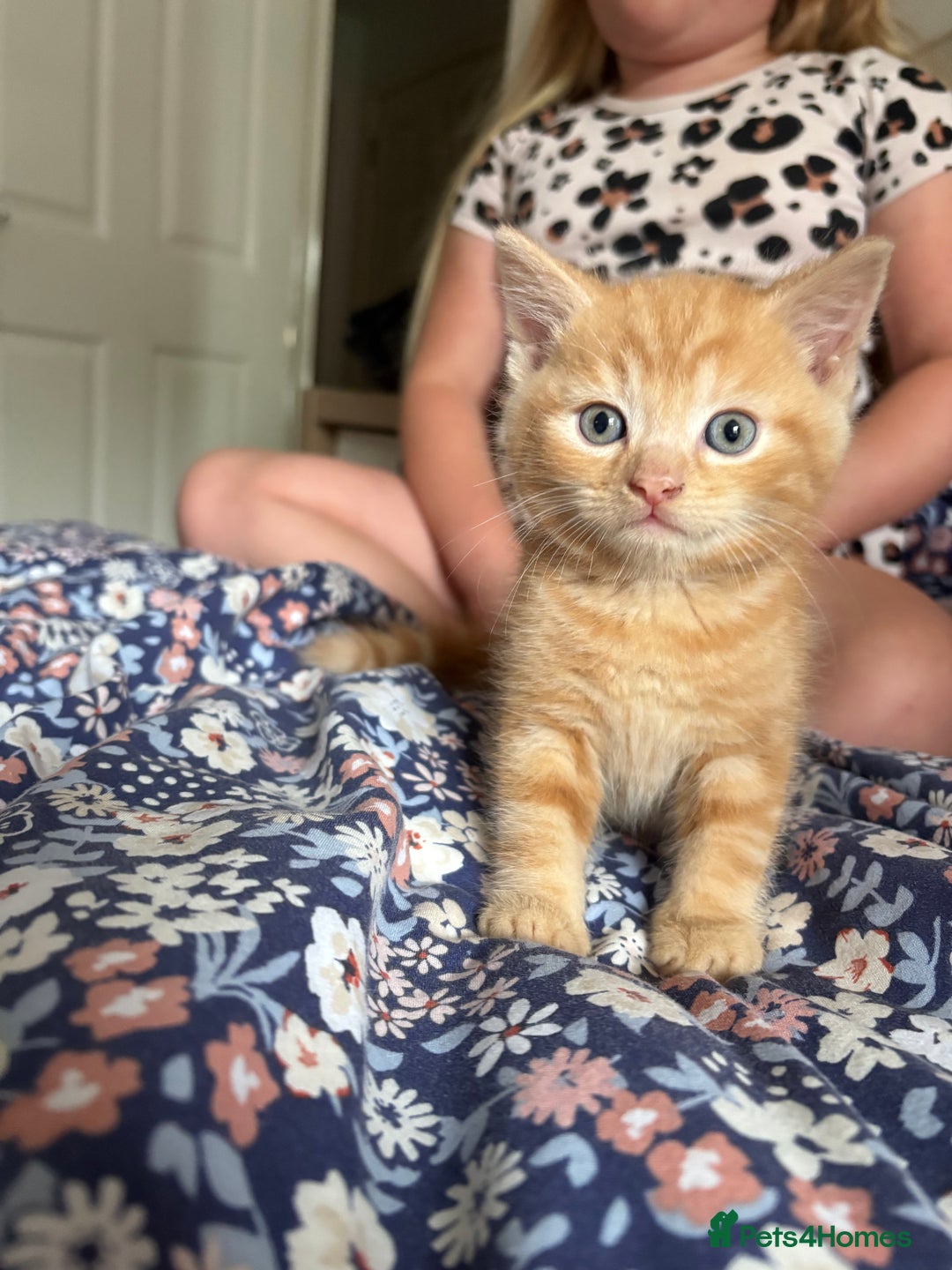 British Longhair cats for sale: Ginger tortoishell and calico male & female kitten - Image 2