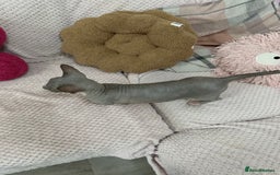 Sphynx cats for sale: Bambino blue girl  - Image 7