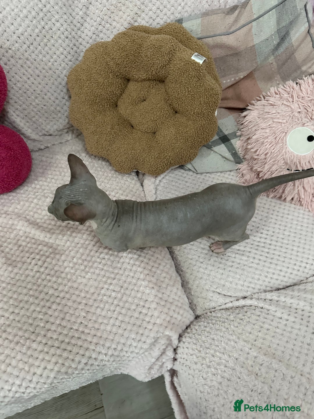 Sphynx cats for sale: Bambino blue girl  - Image 7