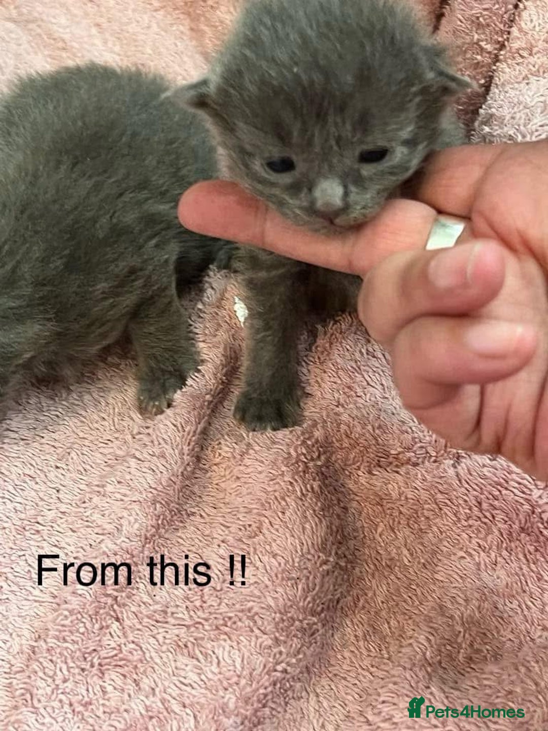 Maine Coon cats for sale: Maine coon  - Advert 2