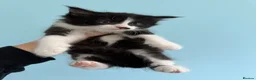 Mixed Breed cats for sale: Beautiful kittens  - Advert 2
