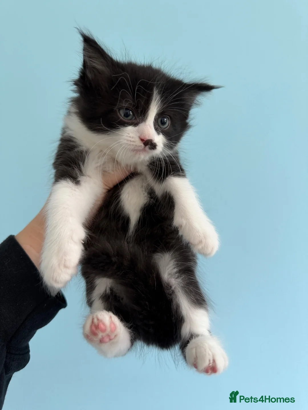 Mixed Breed cats for sale: Beautiful kittens  - Advert 2