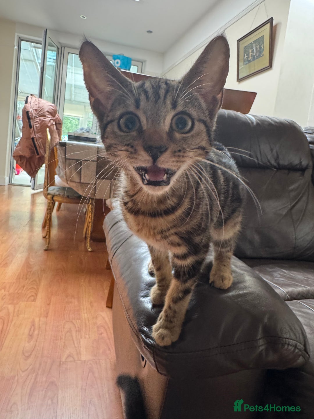 Mixed Breed cats for sale: Tuxedo/tabby mix bread cat - Image 10