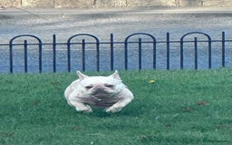 French Bulldog dogs for sale: French bulldog - Image 12