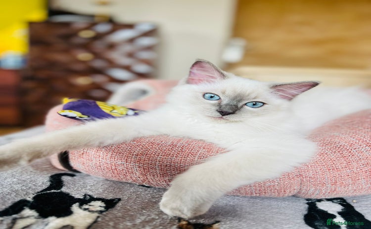 Ragdoll cats - Advert 2