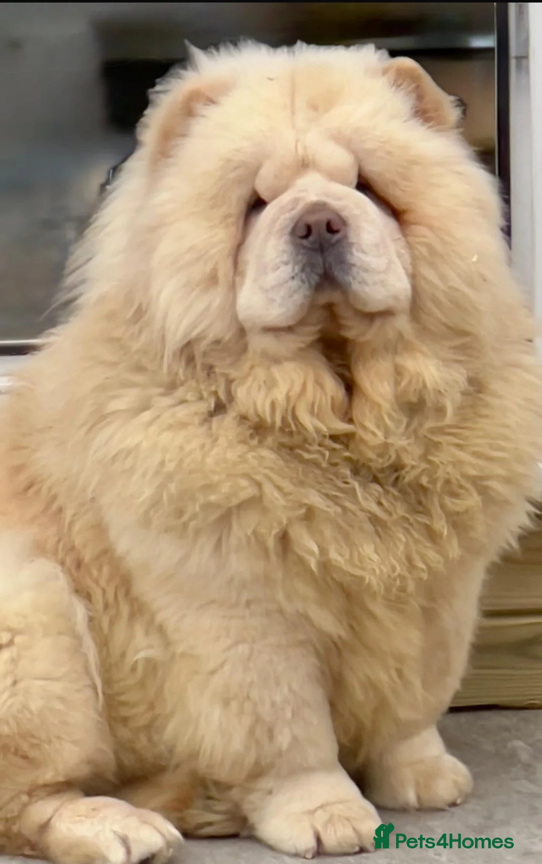 Chow Chow dogs for sale: 🧸🧸Beautiful Chow Chow Puppies🧸🧸 - Advert 17