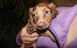 Miniature Dachshund dogs for sale: Miniature Dachshund Puppies READY TO LEAVE! - Image 5